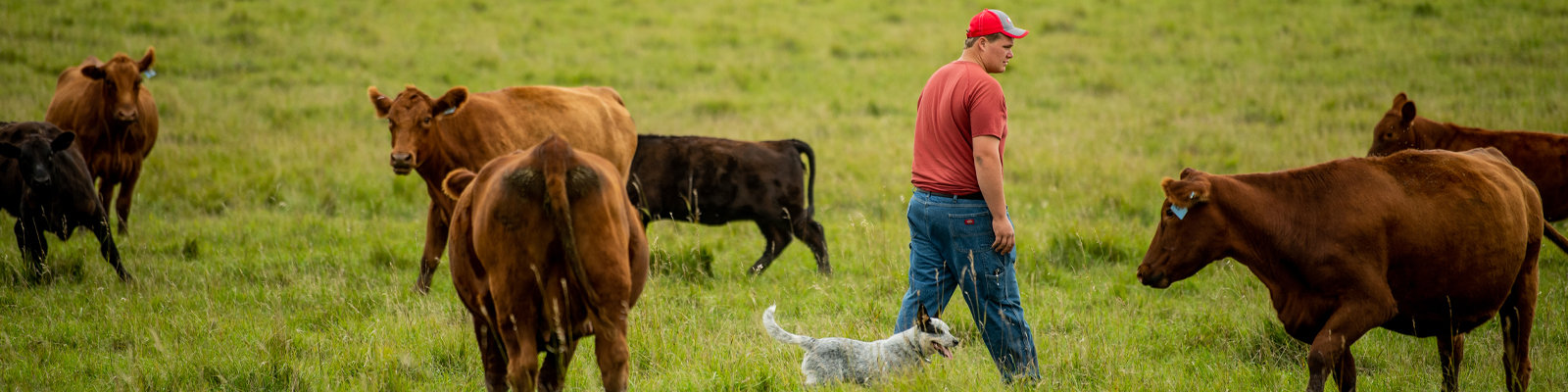 Farmer and dog in pasture with cattle